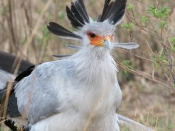 Bologonja_Seronera2009-30